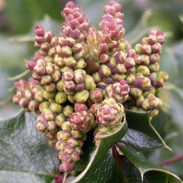 Inflorescence d'un mahonia - 