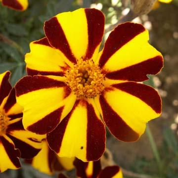 Oeillet d'Inde - 