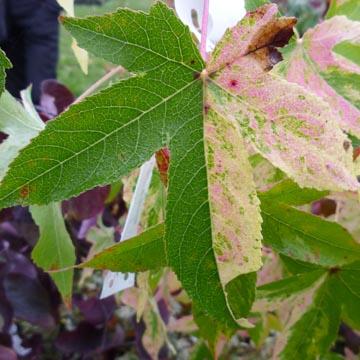 Feuille de liquidambar - 