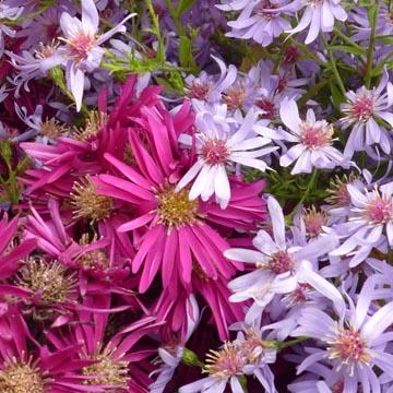 Asters - 
