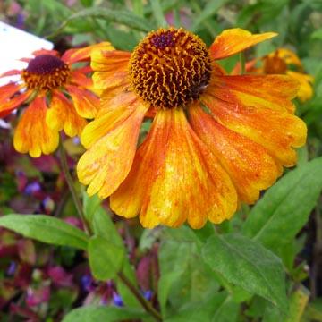Helenium - 