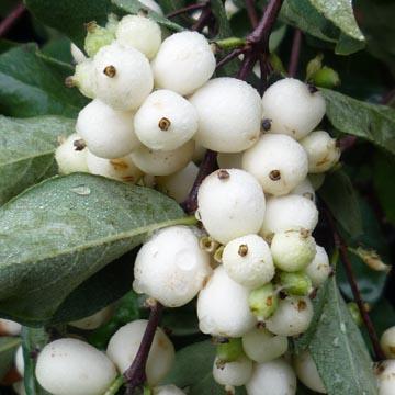 Symphorine 'White Hedge' - 