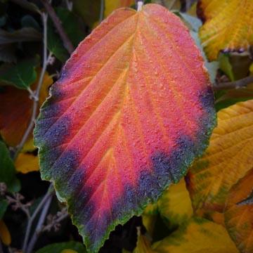 Hamamelis 'Pallida' - 