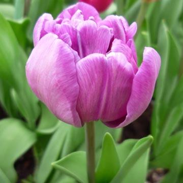 Tulipe - 