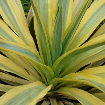 Yucca 'bright Star' - 