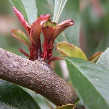 Bourgeon de rosier - 