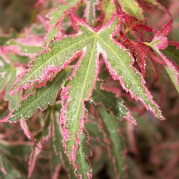 Acer palmatum 'Taylor' - 