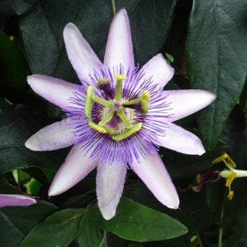 Passiflore 'Amethyst' - 