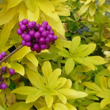 Callicarpa et choisya - 