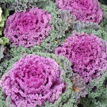 Choux d�coratifs - 