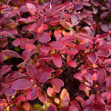Berberis 'Admiration' - 