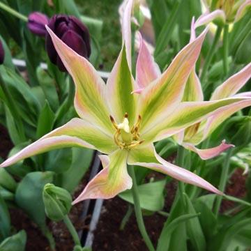 Tulipe - 