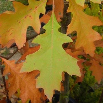 Quercus palustris - 