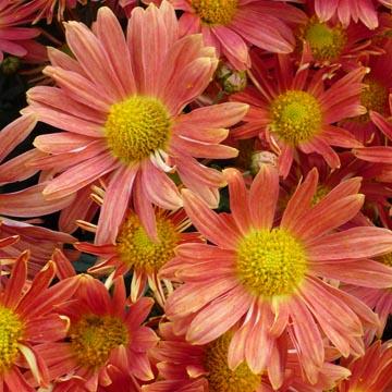 Chrysanth�me 'Apricot' - 