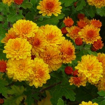 Chrysanth�me - 