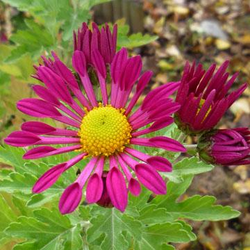 Chrysanth�me - 