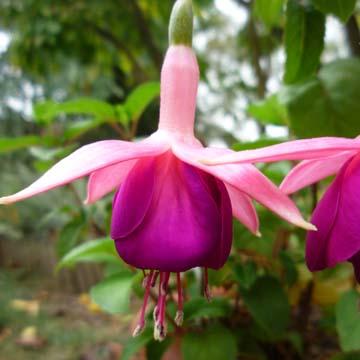Fuchsia - 