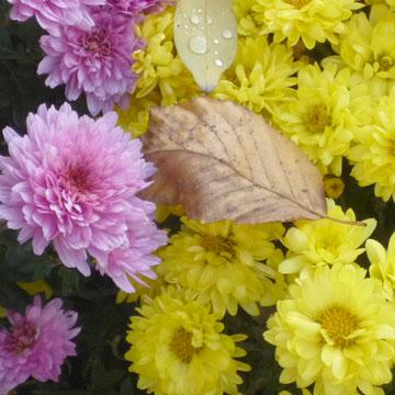 Chrysanth�mes - 