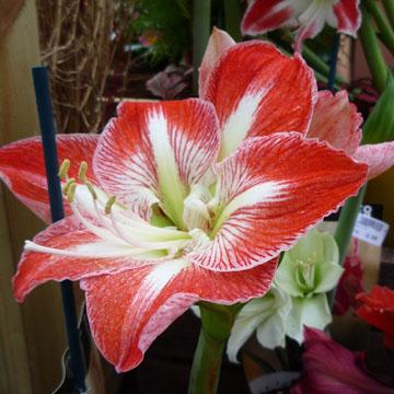 Amaryllis - 