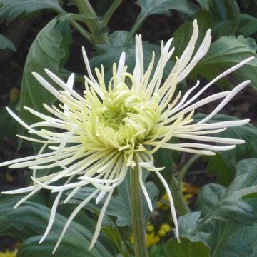Chrysanth�me - 