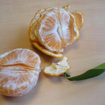 Cl�mentines - 