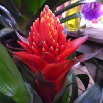 Guzmania - 