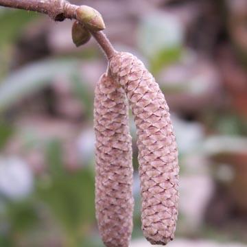Chaton du noisetier - 