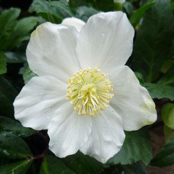 Hellebore de No�l - 