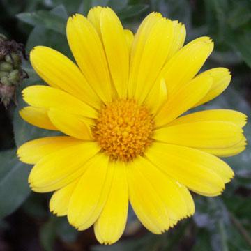Soucis - 
