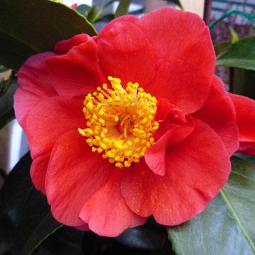 Camellia - 