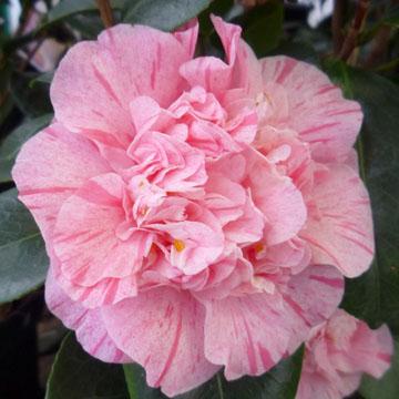 Camellia - 