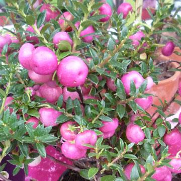 Pernettya - 