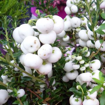 Pernettya - 