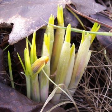 Naissance de crocus - 