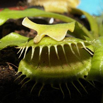 Dionaea - 