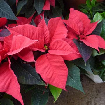 Poinsettia - 