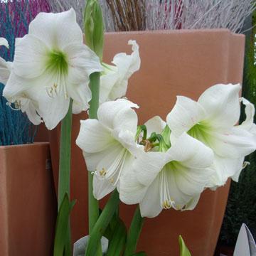 Amaryllis - 