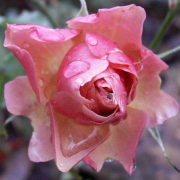Rose - 