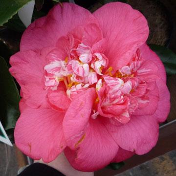 Camellia - 