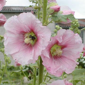 Rose tr�mi�re - 