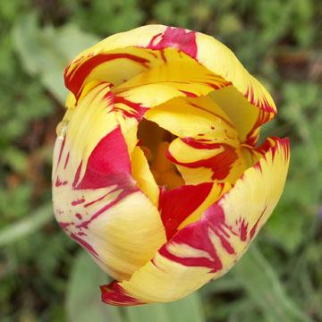 Coeur de tulipe - 