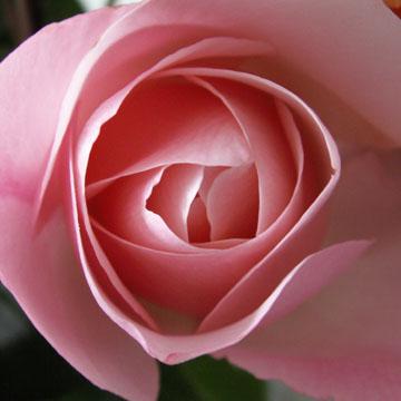 Bonne ann�e 2010 - Coeur de rose