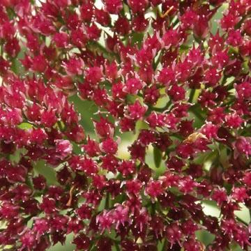 D�tail d'une fleur de sedum - 