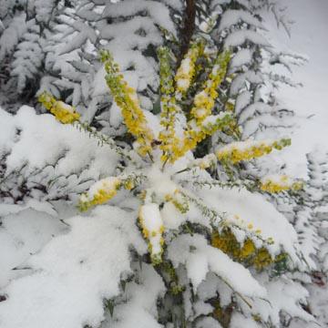 Mahonia givr� - 