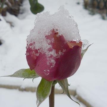 Rose givr�e - 