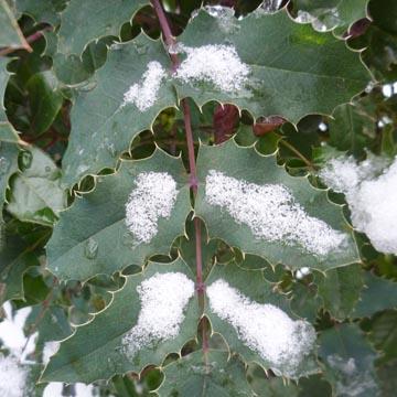 Feuille de houx - 