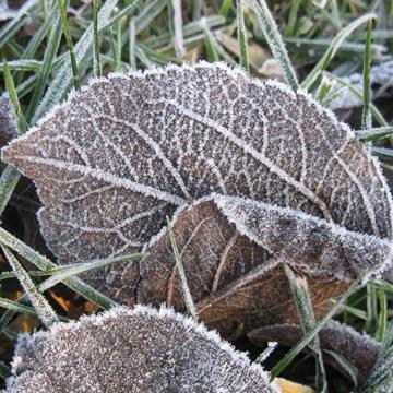 Feuille givr�e - 