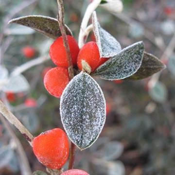 Cotoneaster givr� - 