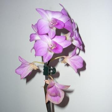 Dendrobium - 