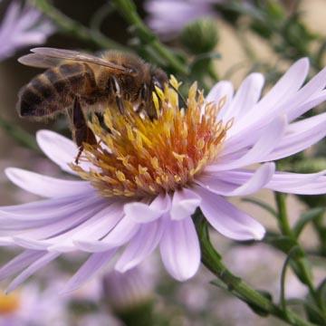 Abeille sur un aster - 
